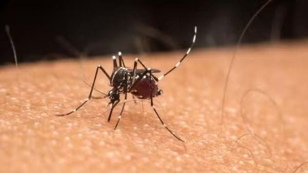 Brasil ultrapassa mais de 600 mil casos de dengue