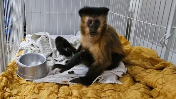 Macaca-prego morre após desenvolver diabetes em Uberaba
