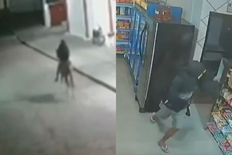 Homem rouba lanchonete montado a cavalo