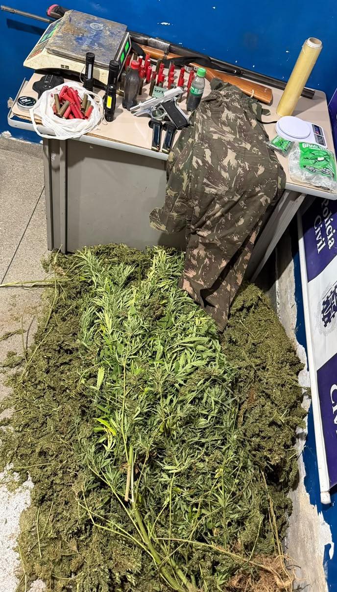 Plantação com 2 mil pés de maconha é descoberta em Ibotirama