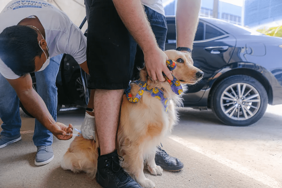 Prefeitura inaugura amanhã o primeiro Hospital Municipal Veterinário