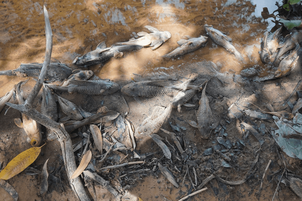 FPI investiga mortandade de peixes no Rio São Francisco