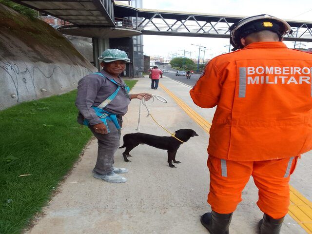 Cachorro é resgatado em córrego de Salvador