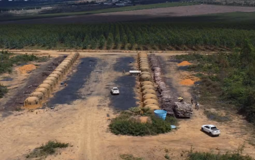 Mais de 200 hectares de Mata Atlântica são desmatados ilegalmente