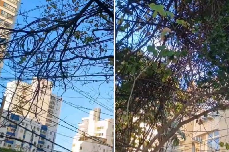 Rádio Sociedade recebe denúncia sobre árvores que precisam de poda
