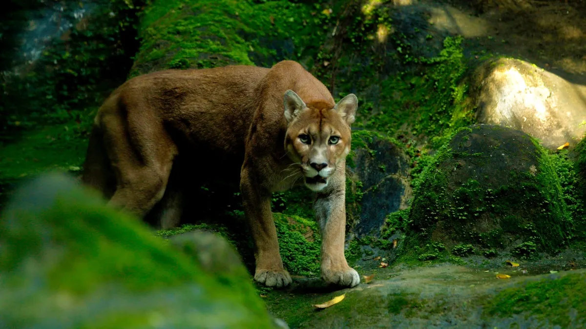 Zoológico de Salvador terá visitas noturnas em outubro