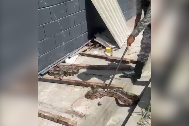 Quatro jiboias são resgatadas no Complexo Penal da Mata Escura