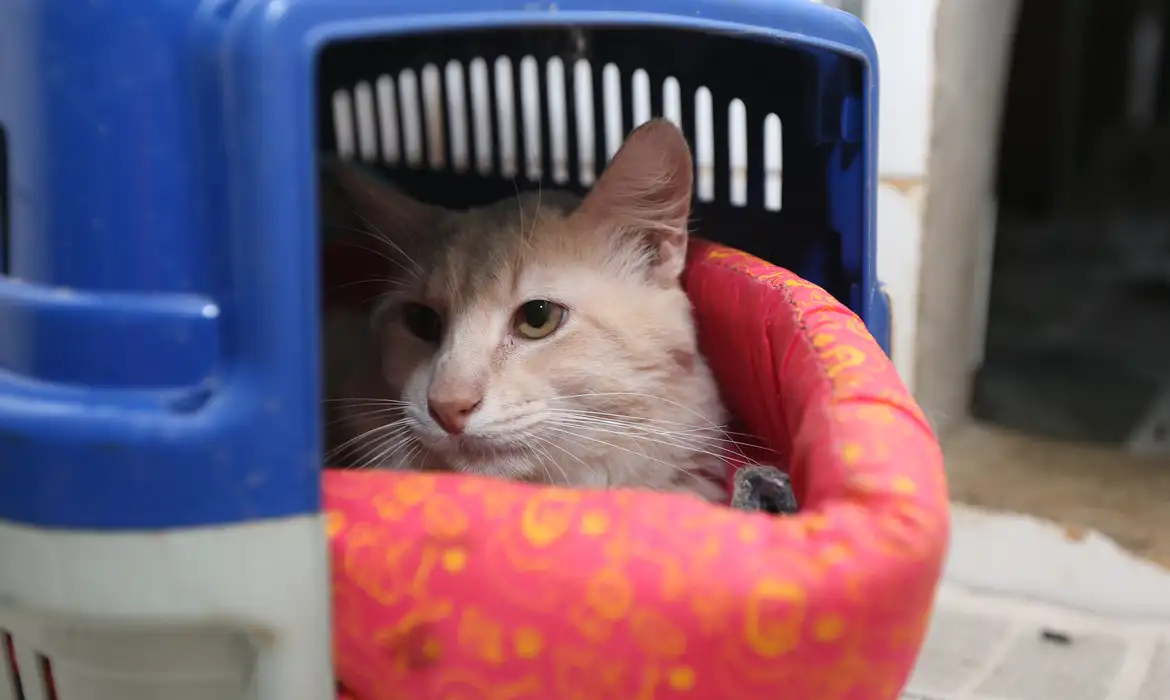 Dois gatos morrem com suspeita de envenenamento em Candeias