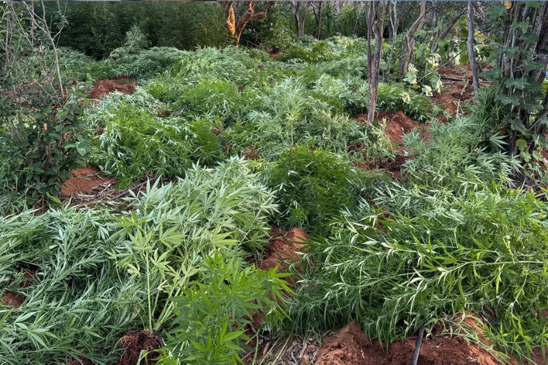 Polícia destrói plantação com 22 mil pés de maconha no interior da Bahia