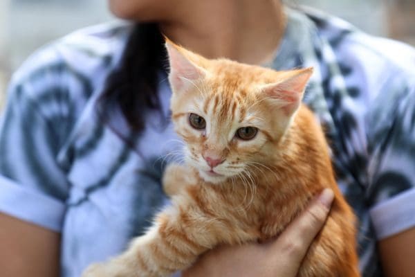 Secis distribui ração para mais de 50 unidades protetoras de animais