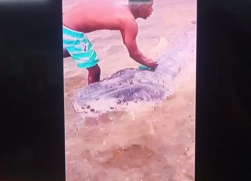 Filhote de baleia jubarte encalha na praia de Itapuã nesta terça-feira (1º)