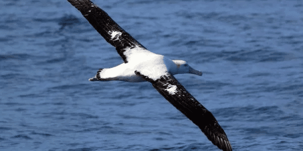 Brasil confirma primeiros casos de gripe aviária em aves silvestres