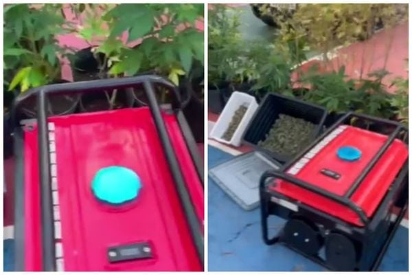 Homem com estufa de maconha em casa é preso em Itacaré