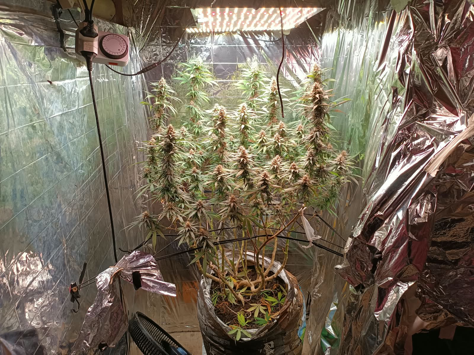 Polícia apreende estrutura para cultivo de maconha em Porto Seguro