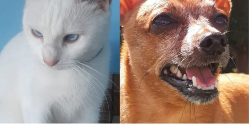 Outubro Rosa Pet oferece avaliação gratuita para animais em universidade