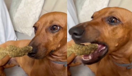 Mulher é presa por oferecer maconha a cachorro